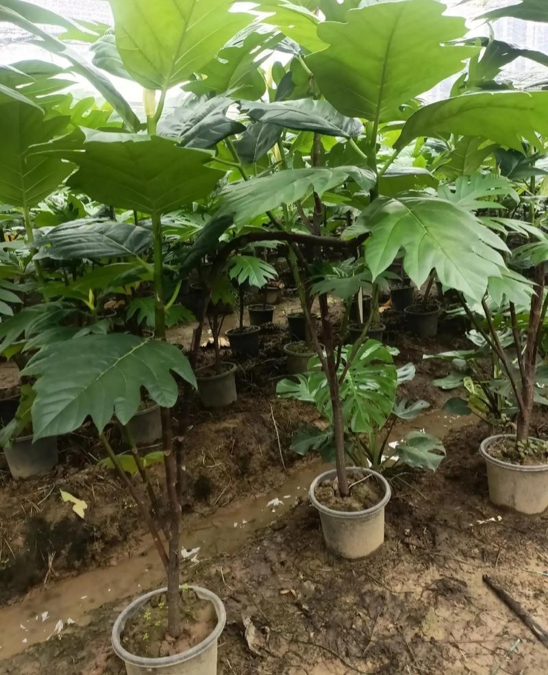 面包树盆栽室内大型绿植客厅植物办公室真树好养花卉