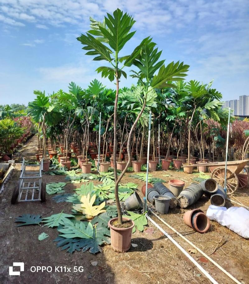 面包树盆栽室内大型绿植客厅植物办公室真树好养花卉