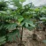 面包树盆栽室内大型绿植客厅植物办公室真树好养花卉