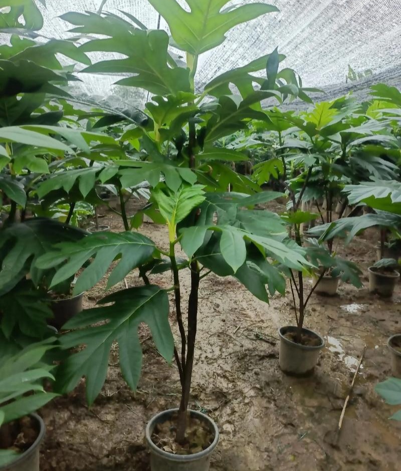 面包树盆栽室内大型绿植客厅植物办公室真树好养花卉
