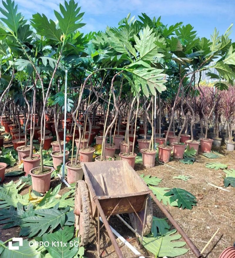 面包树盆栽室内大型绿植客厅植物办公室真树好养花卉
