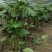 面包树盆栽室内大型绿植客厅植物办公室真树好养花卉