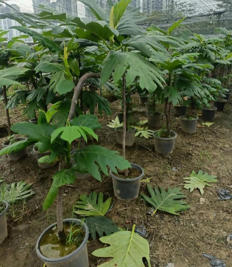 面包树盆栽室内大型绿植客厅植物办公室真树好养花卉