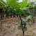 面包树盆栽室内大型绿植客厅植物办公室真树好养花卉