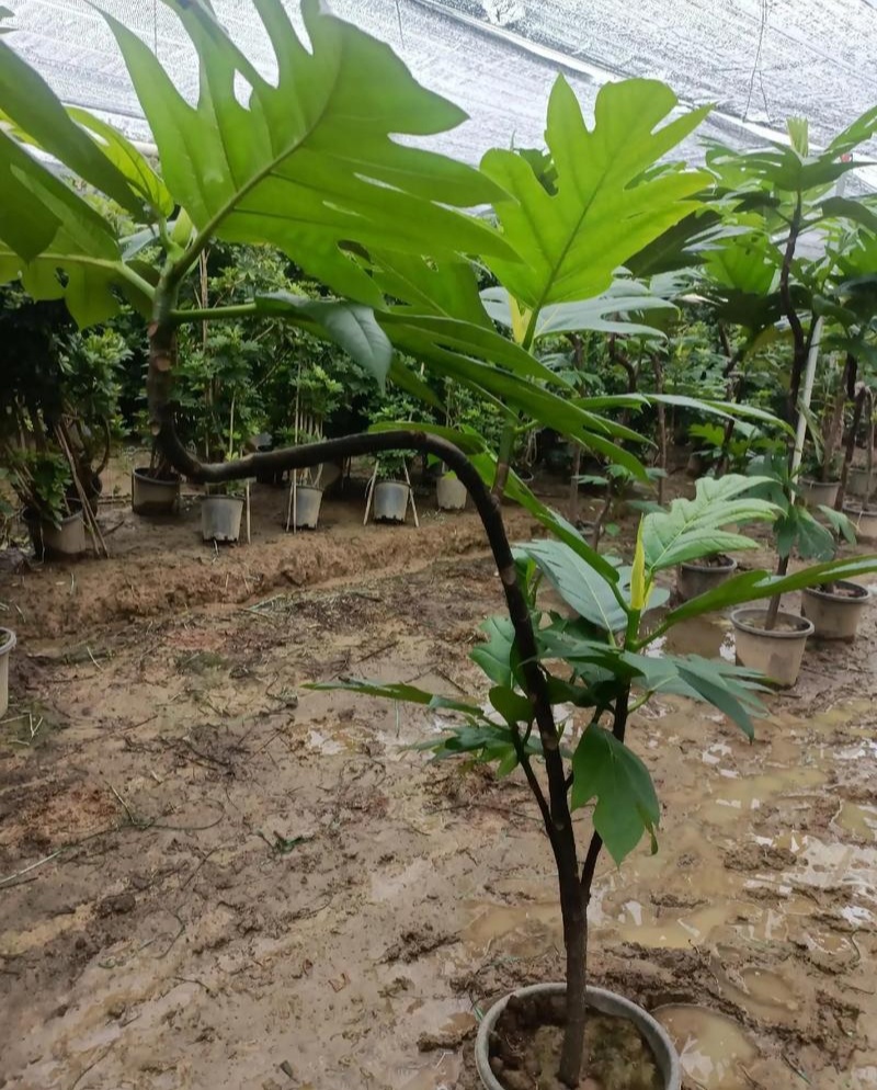 面包树盆栽室内大型绿植客厅植物办公室真树好养花卉