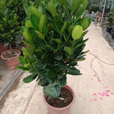 福木盆栽台湾福木树苗四季常绿观叶易种植物菲岛福木苗