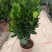 福木盆栽台湾福木树苗四季常绿观叶易种植物菲岛福木苗