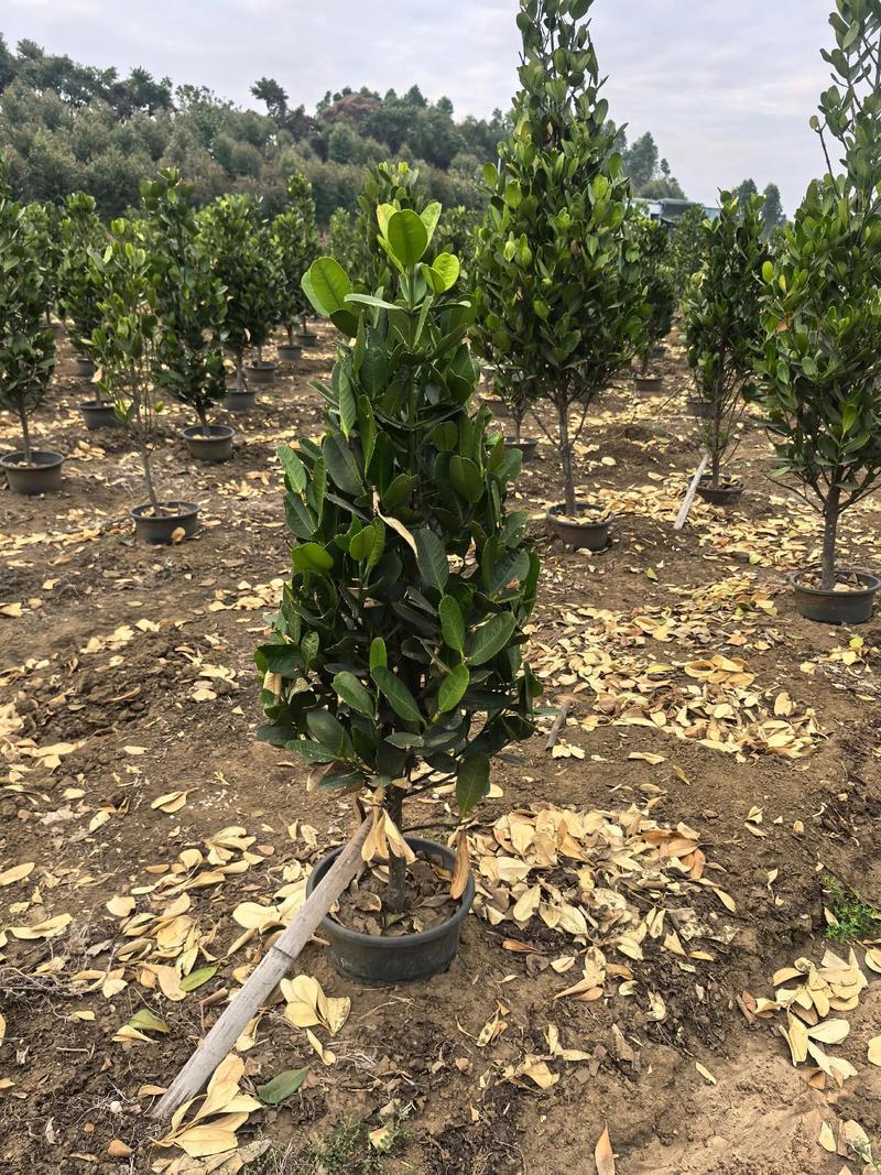 福木盆栽台湾福木树苗四季常绿观叶易种植物菲岛福木苗