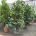 福木盆栽台湾福木树苗四季常绿观叶易种植物菲岛福木苗