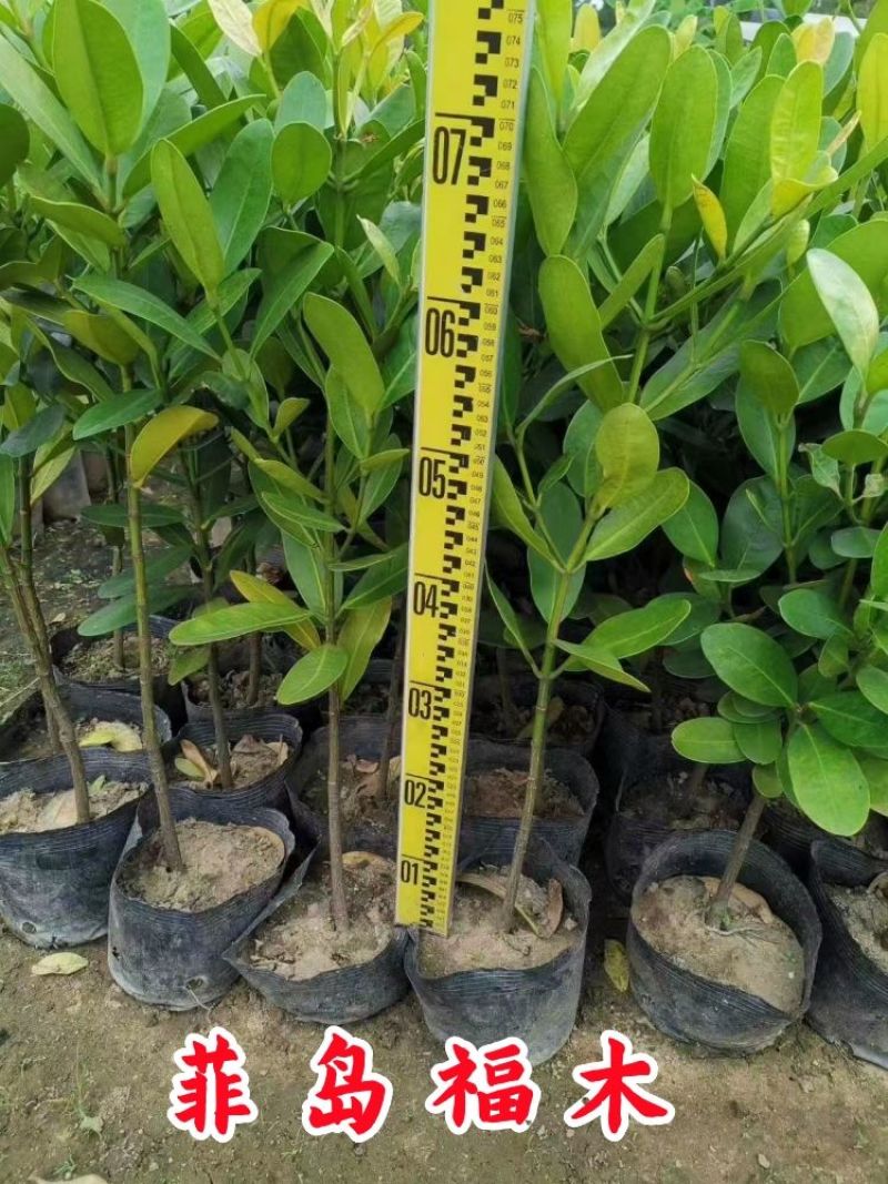 福木盆栽台湾福木树苗四季常绿观叶易种植物菲岛福木苗