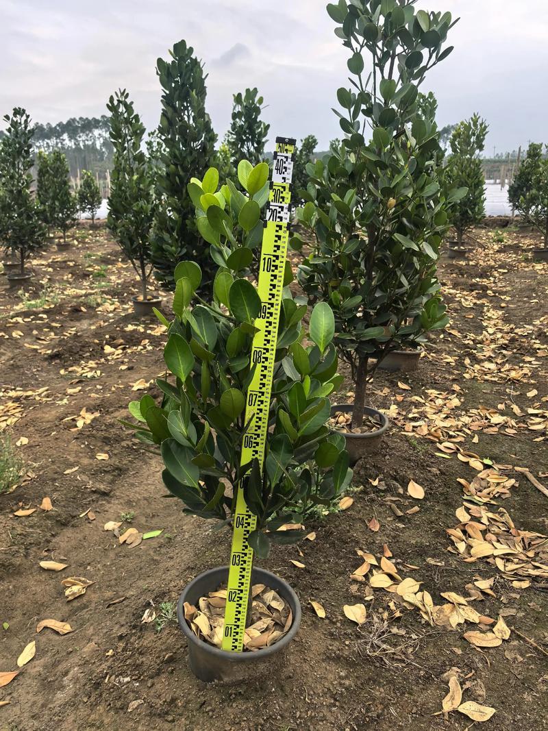 福木盆栽台湾福木树苗四季常绿观叶易种植物菲岛福木苗