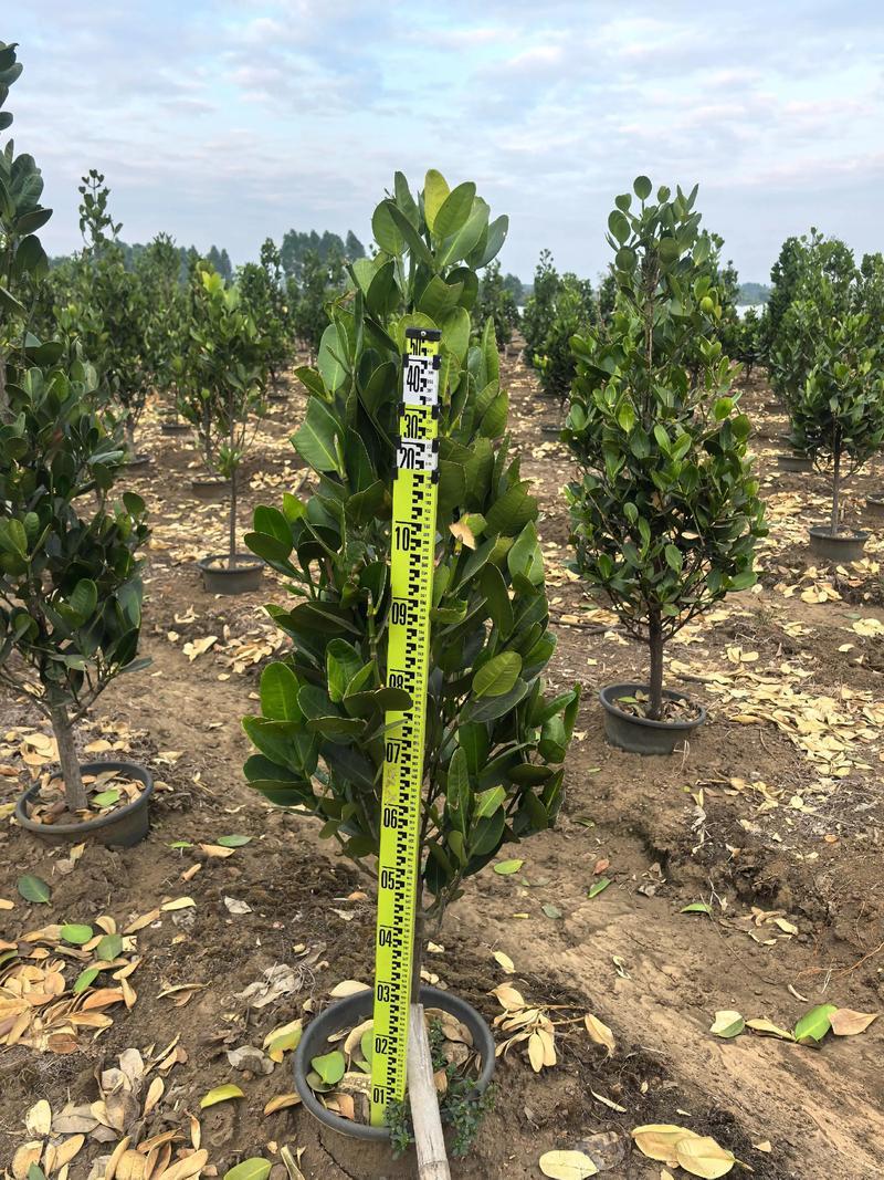 福木盆栽台湾福木树苗四季常绿观叶易种植物菲岛福木苗