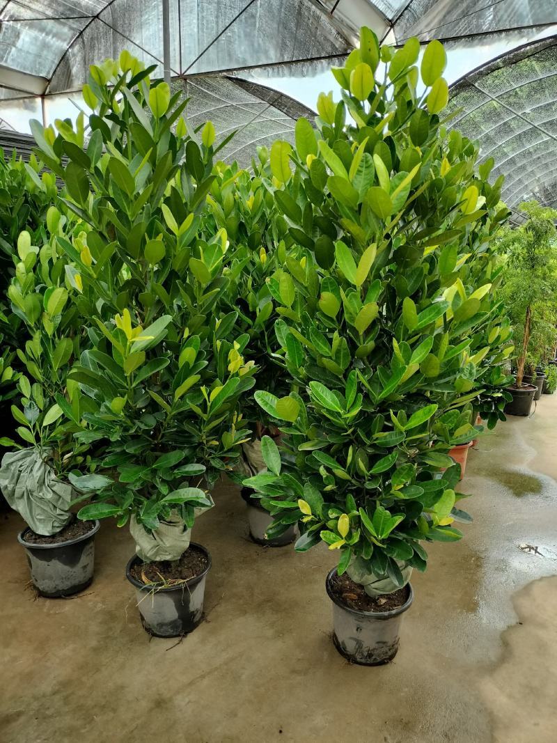 福木盆栽台湾福木树苗四季常绿观叶易种植物菲岛福木苗