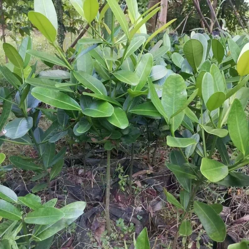 福木盆栽台湾福木树苗四季常绿观叶易种植物菲岛福木苗