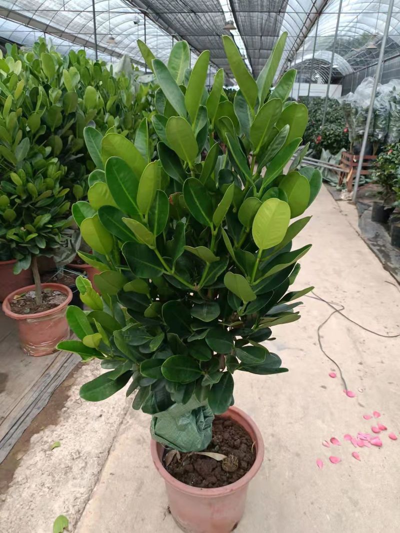 福木盆栽台湾福木树苗四季常绿观叶易种植物菲岛福木苗