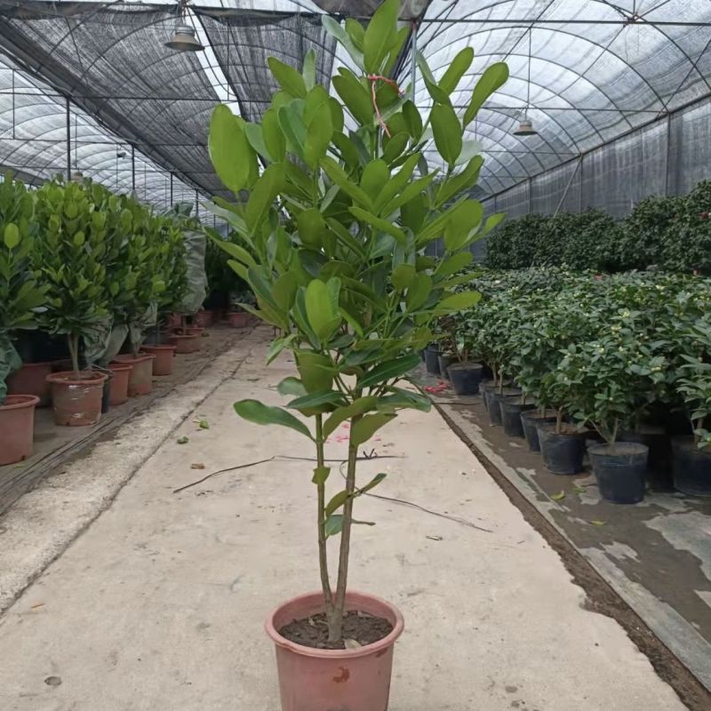 福木盆栽台湾福木树苗四季常绿观叶易种植物菲岛福木苗
