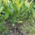 福木盆栽台湾福木树苗四季常绿观叶易种植物菲岛福木苗