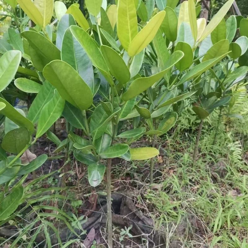 福木盆栽台湾福木树苗四季常绿观叶易种植物菲岛福木苗