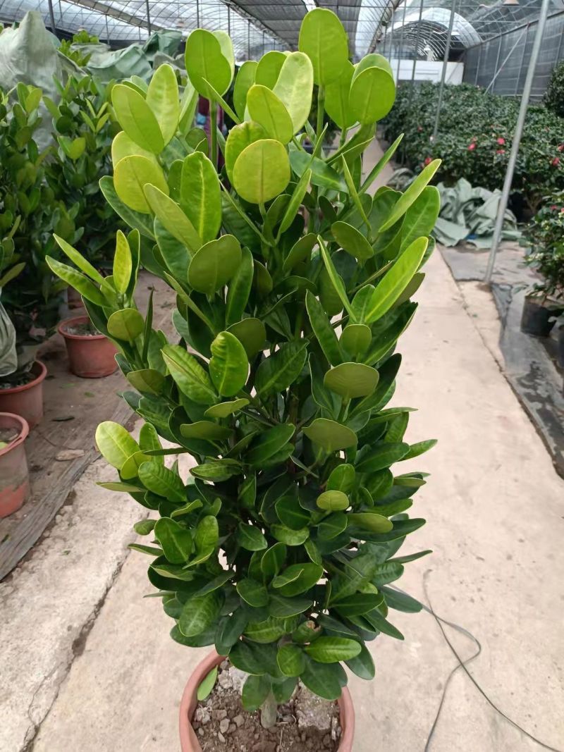 福木盆栽台湾福木树苗四季常绿观叶易种植物菲岛福木苗