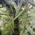 肾精草