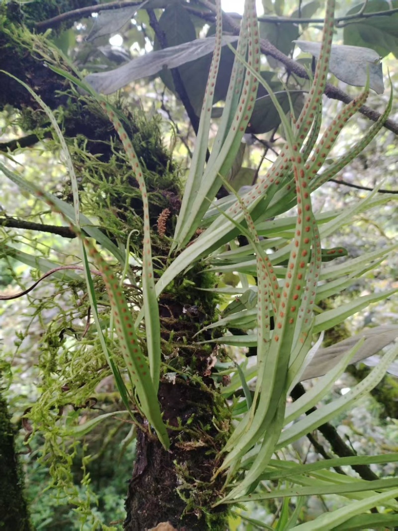 肾精草