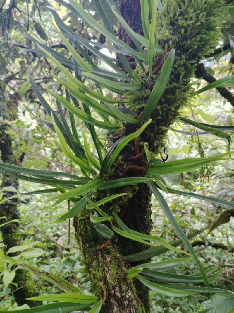 肾精草