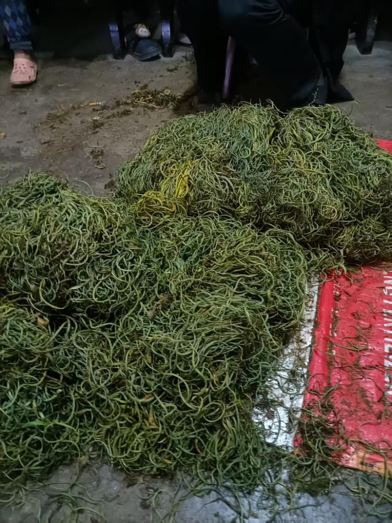 肾精草