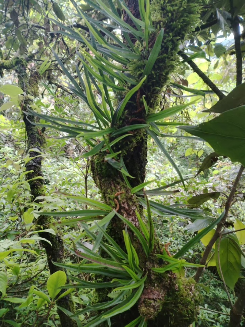 肾精草