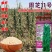 摇钱芝矮杆高产抗倒伏高油香味浓郁春夏种植白芝麻种大田基地