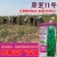 摇钱芝矮杆高产抗倒伏高油香味浓郁春夏种植白芝麻种大田基地