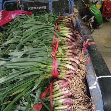 红根蒜苗