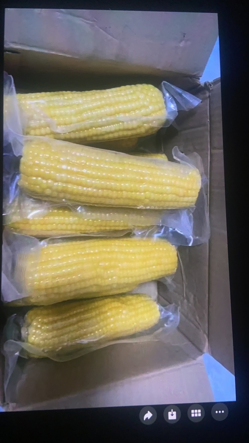 黄糯玉米原产地直发支持电商一件代发欢迎对接秒回