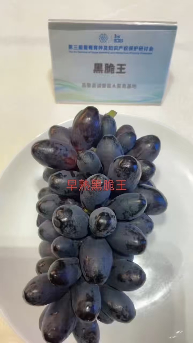 黑脆王葡萄苗，自然无核，大粒早熟品种，口感特甜
