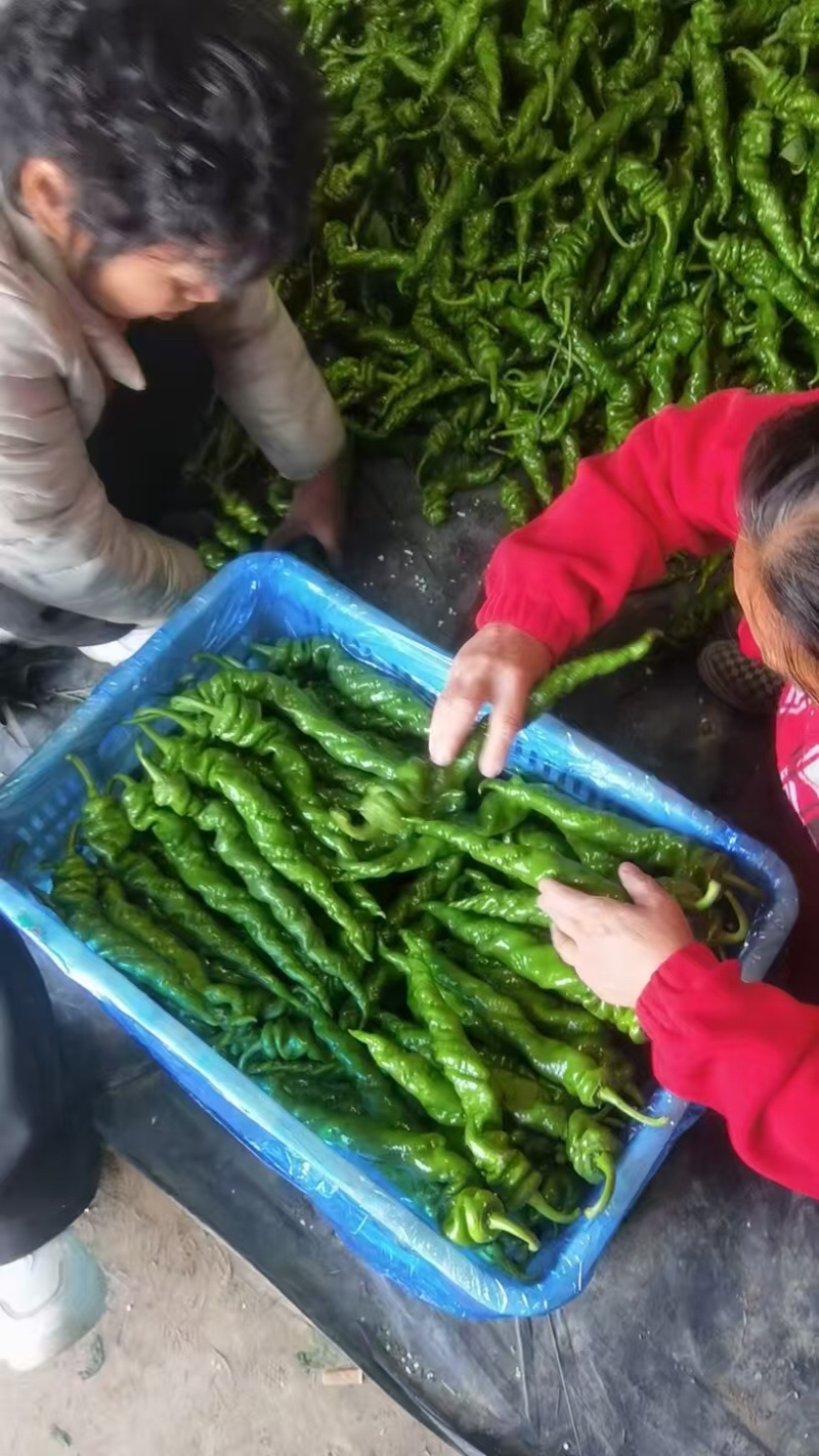 精品暖鹏螺丝椒刚刚上市皮毛亮颜色正，口感好