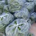 精品暖鹏螺丝椒刚刚上市皮毛亮颜色正，口感好