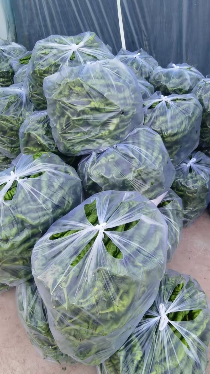 精品暖鹏螺丝椒刚刚上市皮毛亮颜色正，口感好