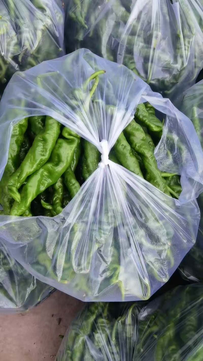 精品暖鹏螺丝椒刚刚上市皮毛亮颜色正，口感好