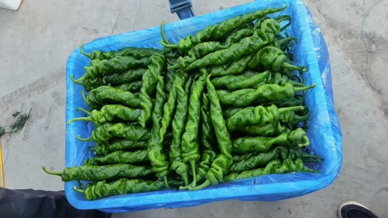 精品暖鹏螺丝椒刚刚上市皮毛亮颜色正，口感好