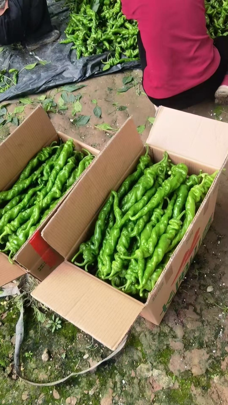 精品暖鹏螺丝椒刚刚上市皮毛亮颜色正，口感好