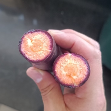 紫色红萝卜