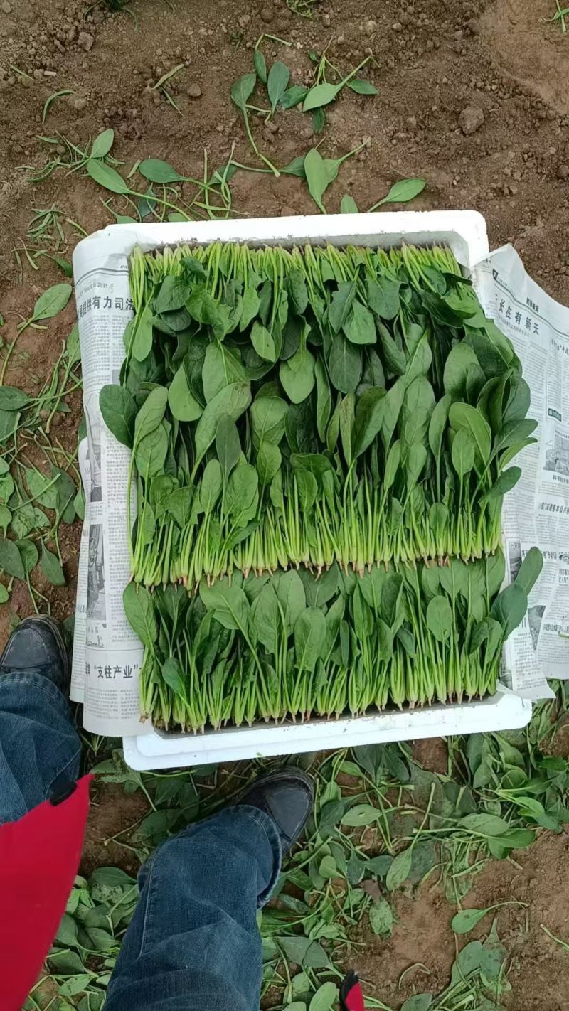菠菜。