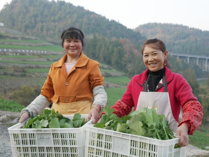 新品富硒蔬菜打霜湖北硒菜苔露天种植基地直采