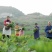新品富硒蔬菜打霜湖北硒菜苔露天种植基地直采