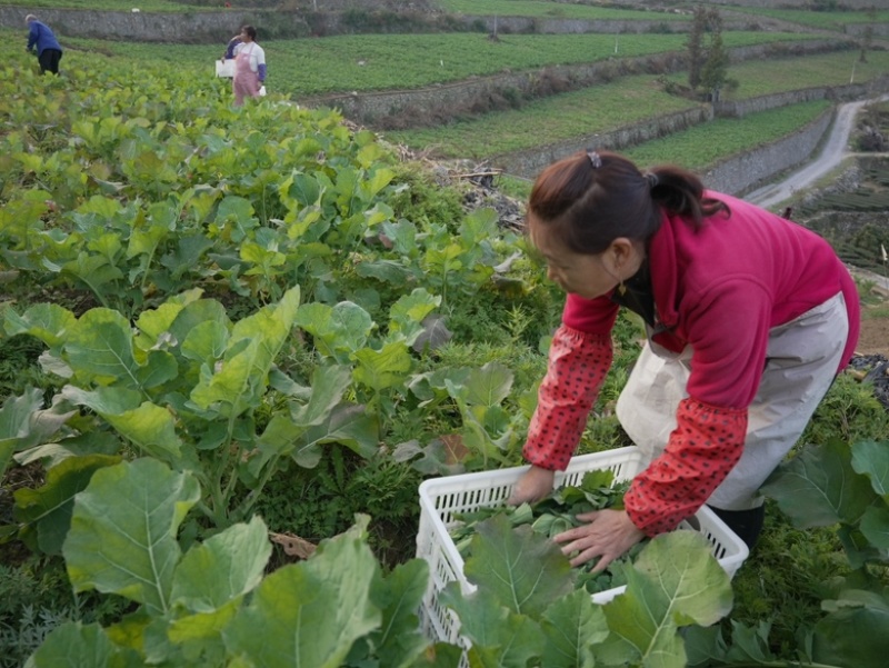 新品富硒蔬菜打霜湖北硒菜苔露天种植基地直采