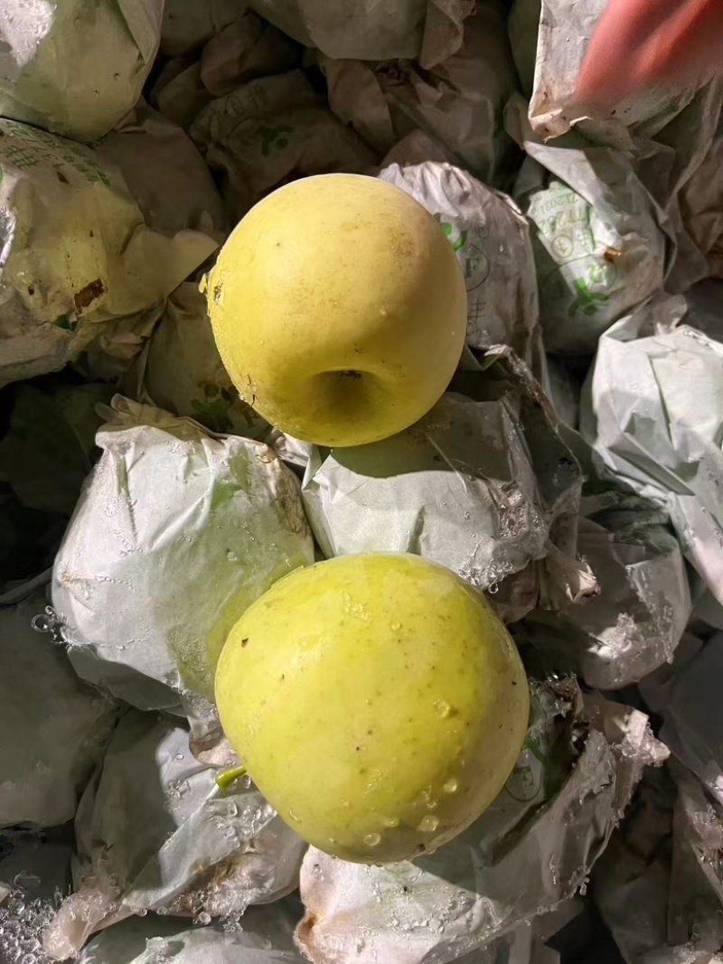 山东一手货源瑞雪苹果果形端正货量大全国接单