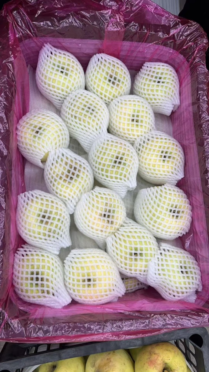 山东一手货源瑞雪苹果果形端正货量大全国接单