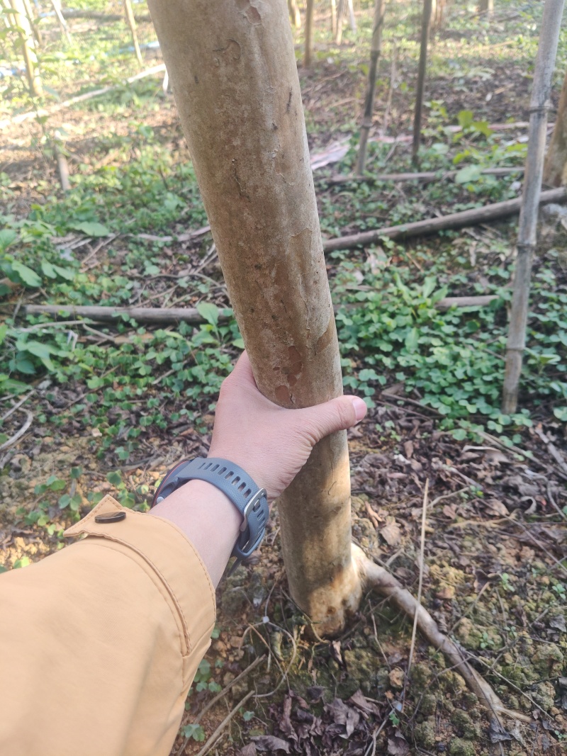 红火箭紫薇/紫薇天鹅绒