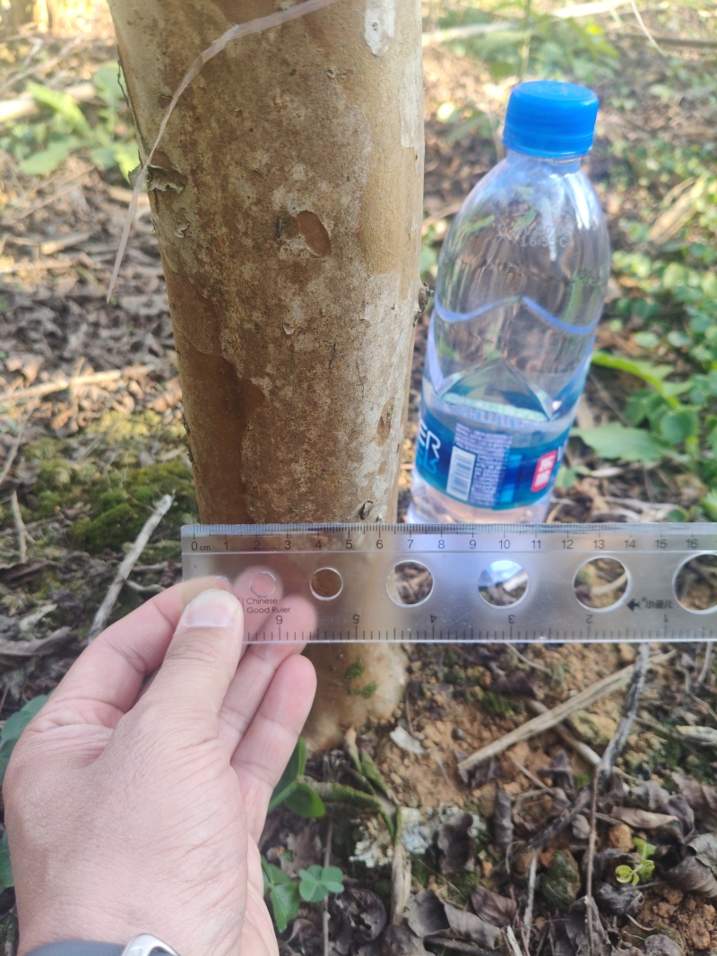 红火箭紫薇/紫薇天鹅绒