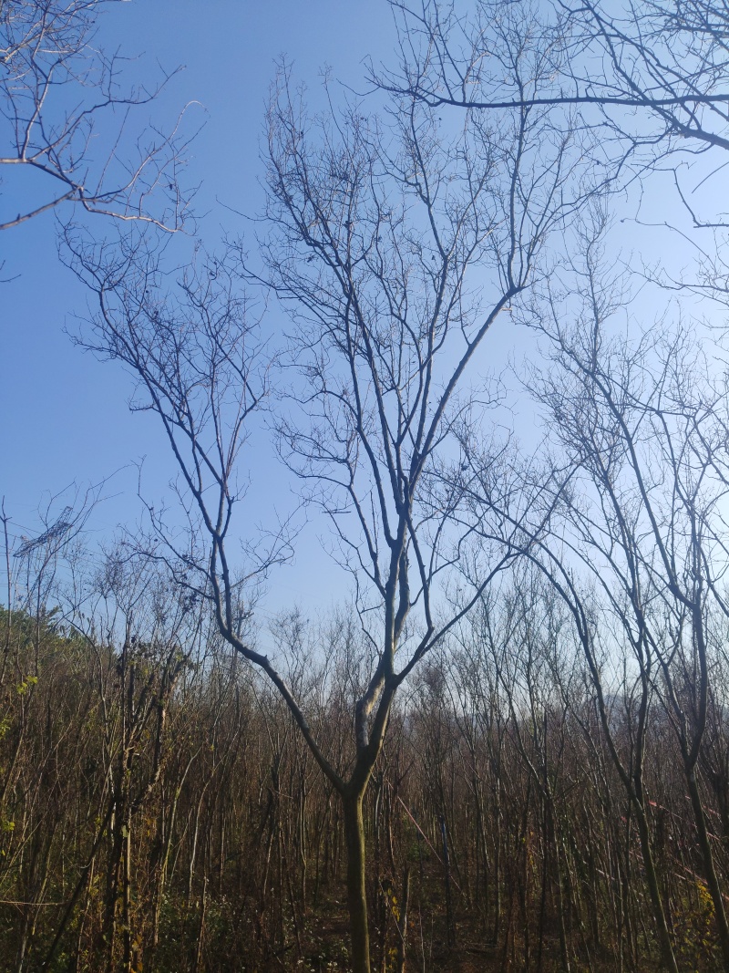 红火箭紫薇/紫薇天鹅绒
