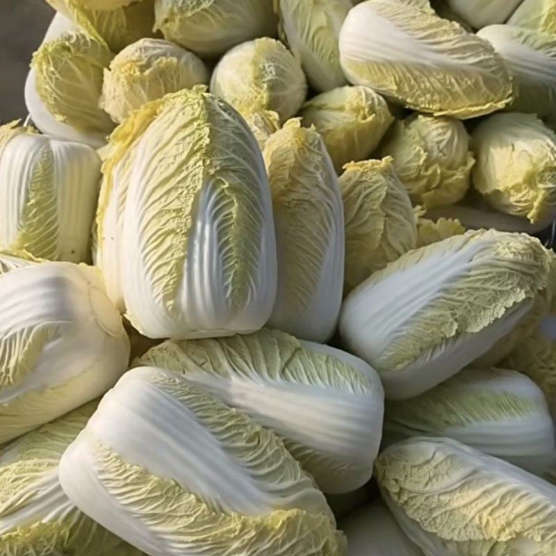 河南湖北大娃娃菜，支持全国发货菜